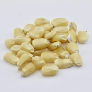 Maize