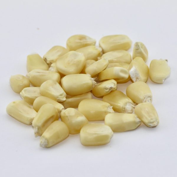 Maize